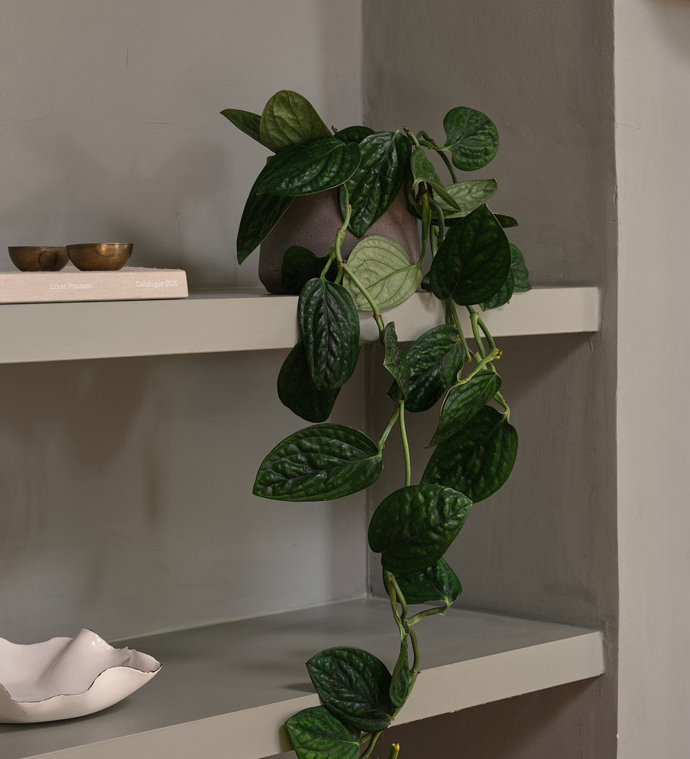 Monstera Peru