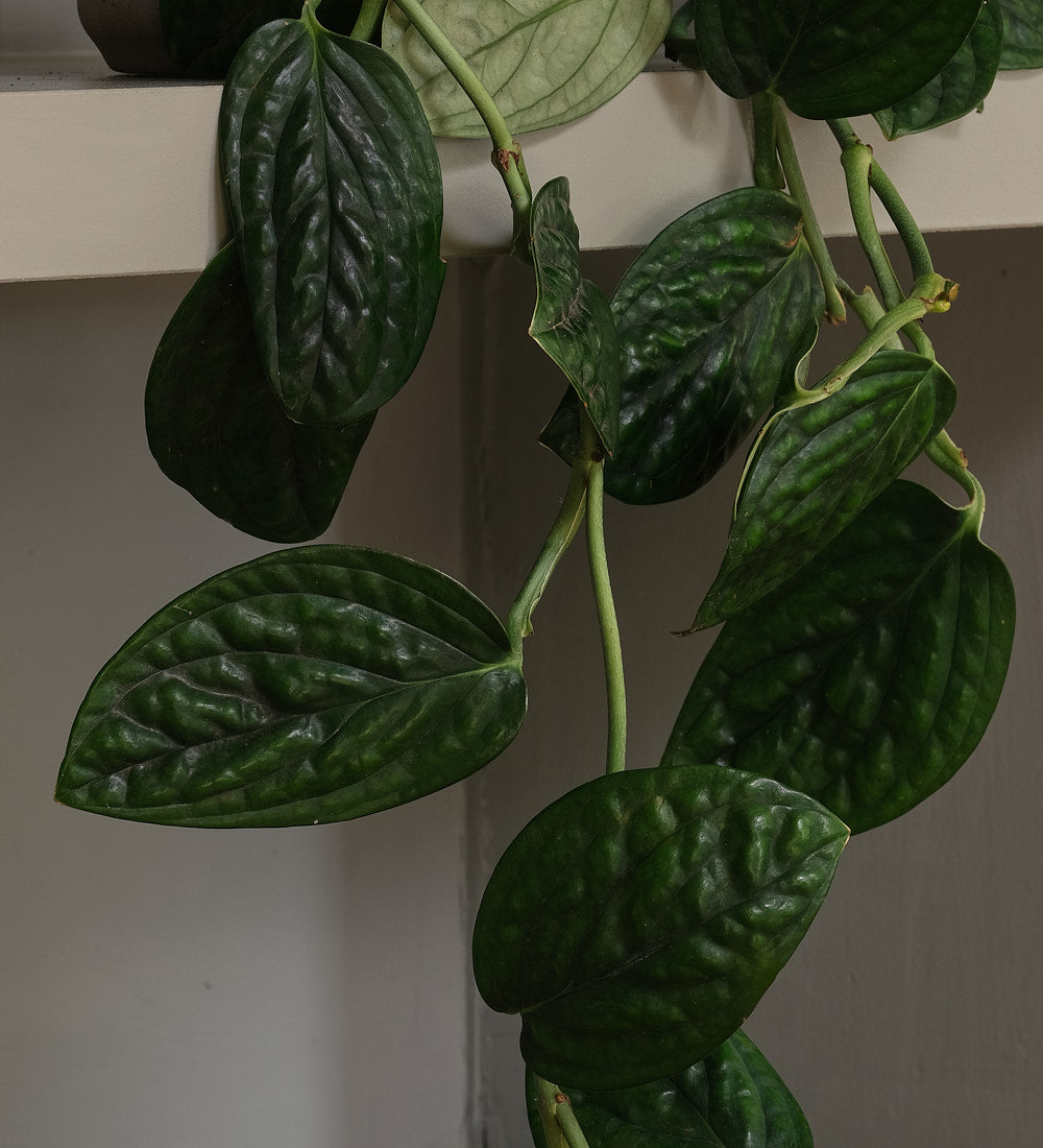 Monstera Peru