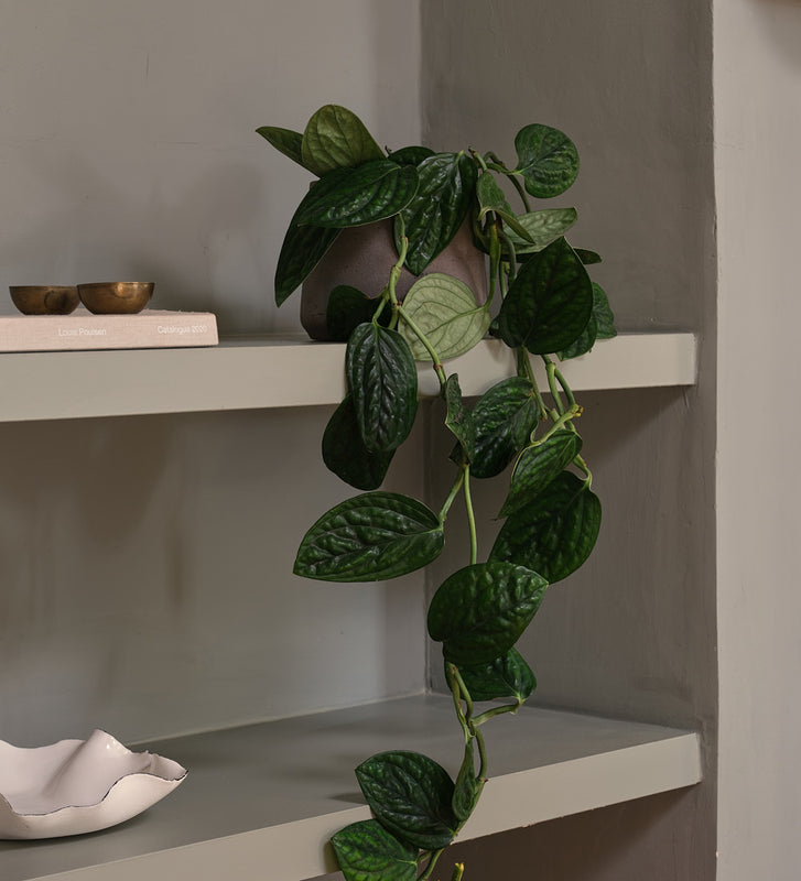 Monstera Peru