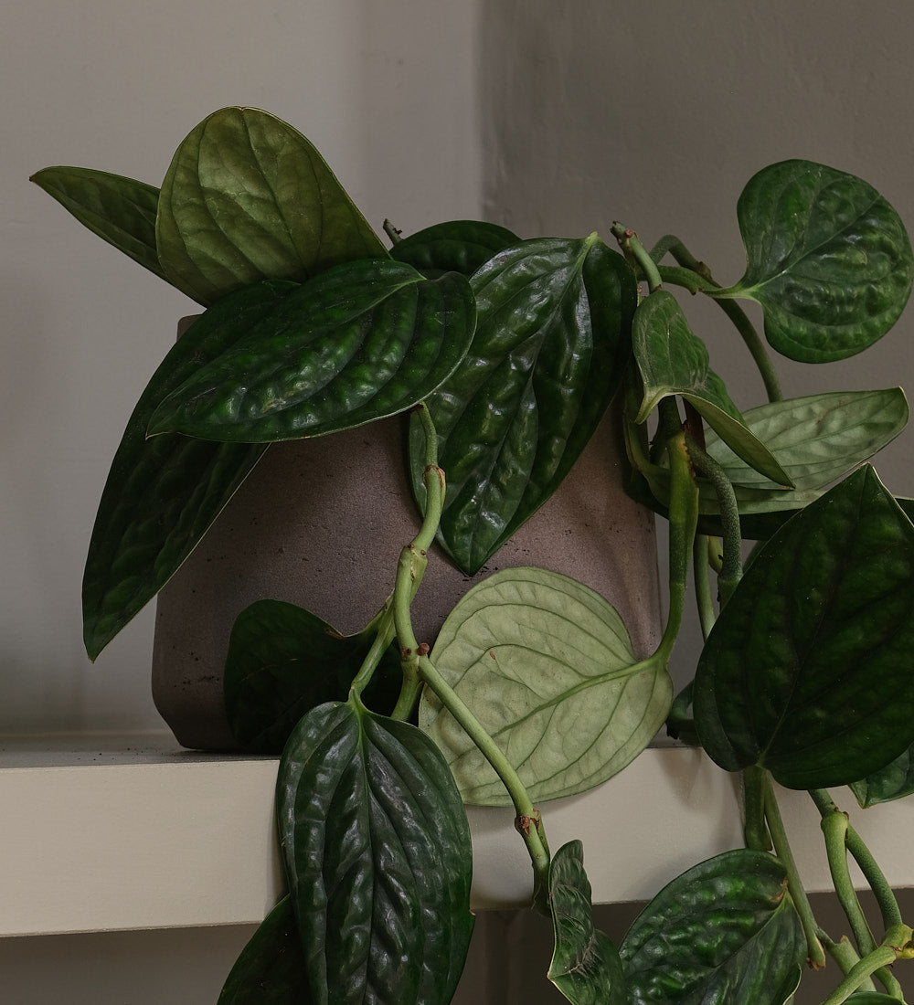 Monstera Peru