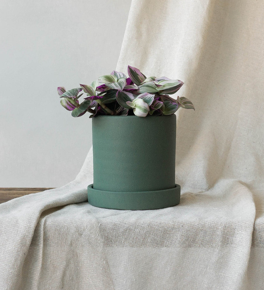 Tradescantia Nanouk & Dalston Sea Spray