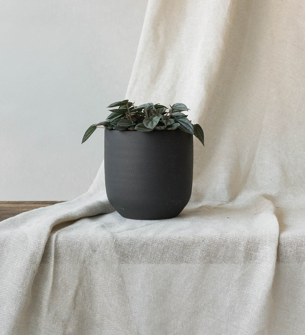 Peperomia Napoli Nights
