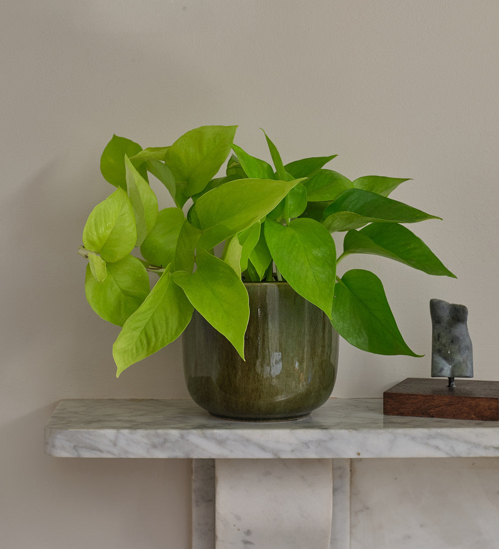 Neon Pothos