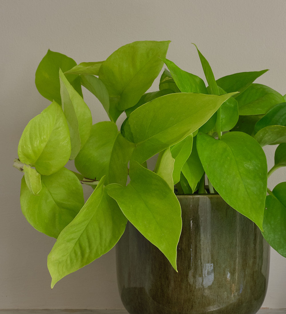 Neon Pothos
