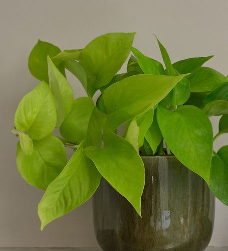 Neon Pothos