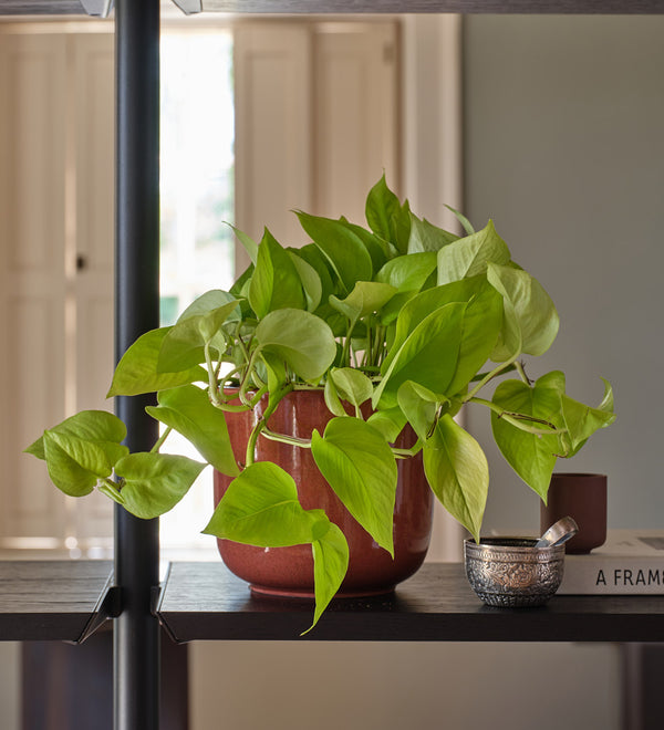 Neon Pothos Hanging