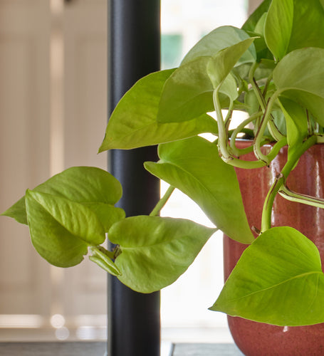Neon Pothos Hanging