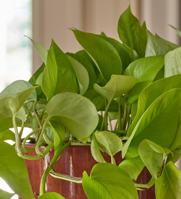 Neon Pothos Hanging