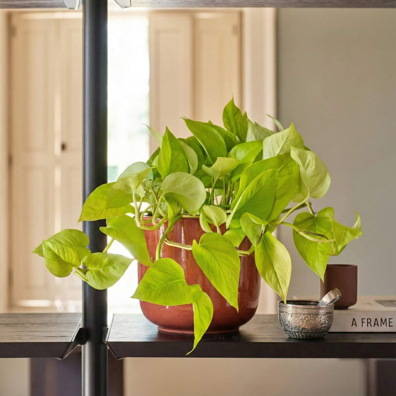 Neon Pothos Hanging