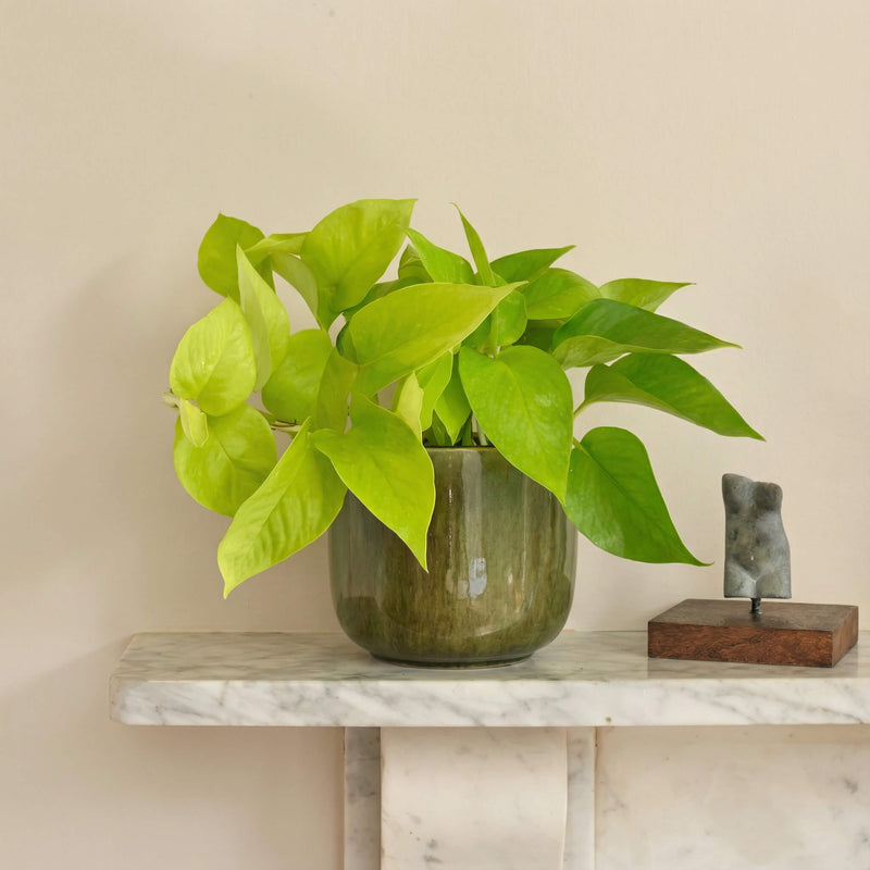 Neon Pothos