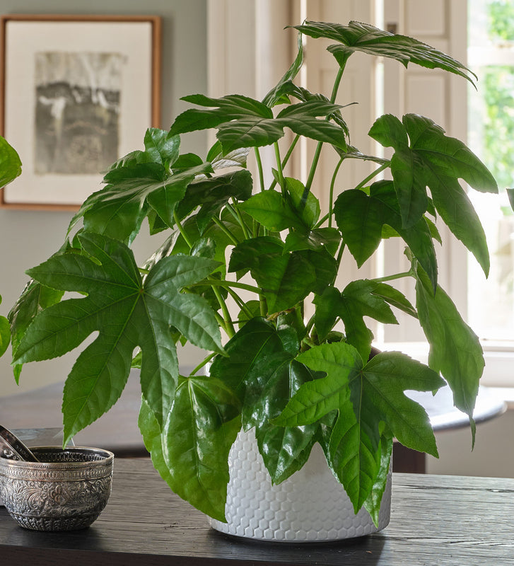 New Plant Parent Bundle