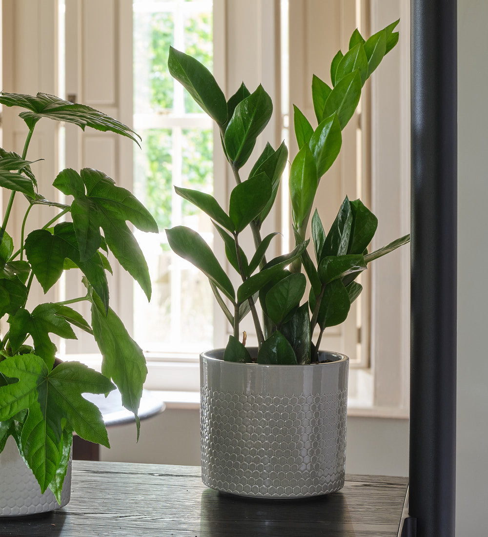 New Plant Parent Bundle