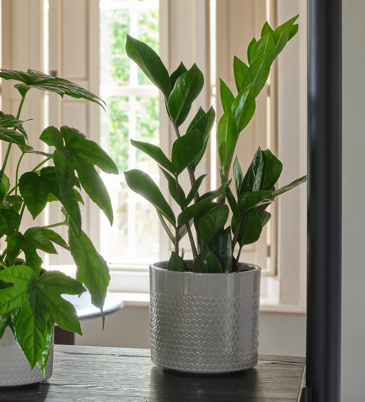New Plant Parent Bundle