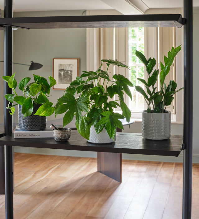 New Plant Parent Bundle