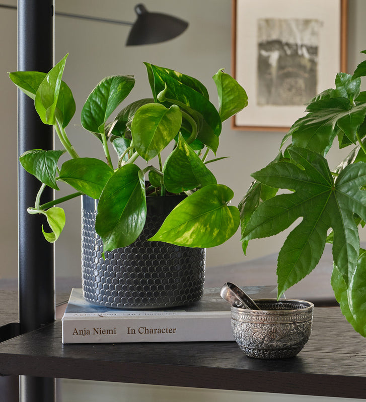 New Plant Parent Bundle