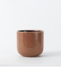 Caramel Nine Gloss 14cm Pot Image