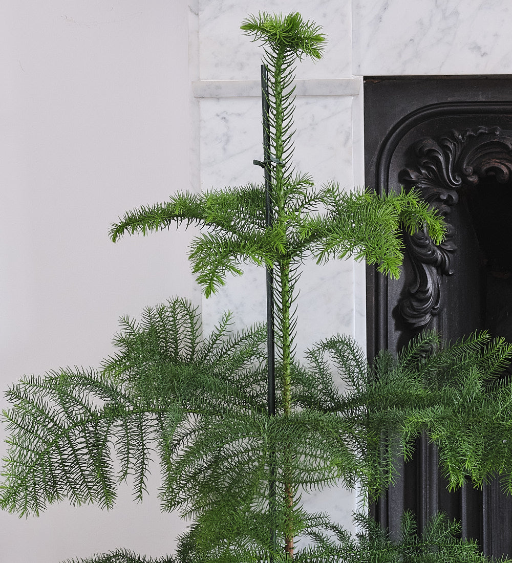 Norfolk Pine