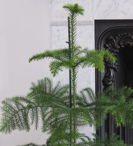 Norfolk Pine