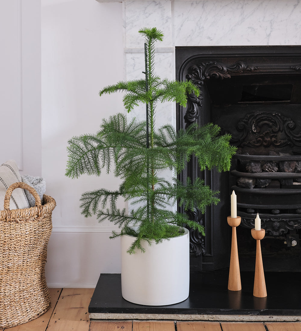 Norfolk Pine