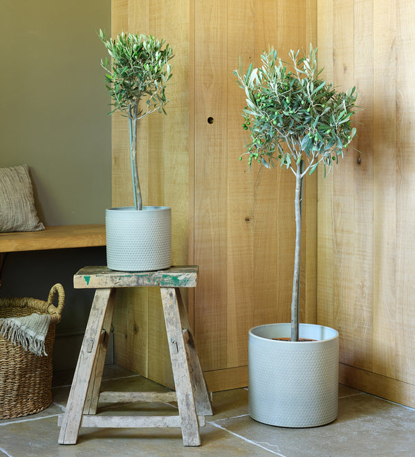 Olive Tree