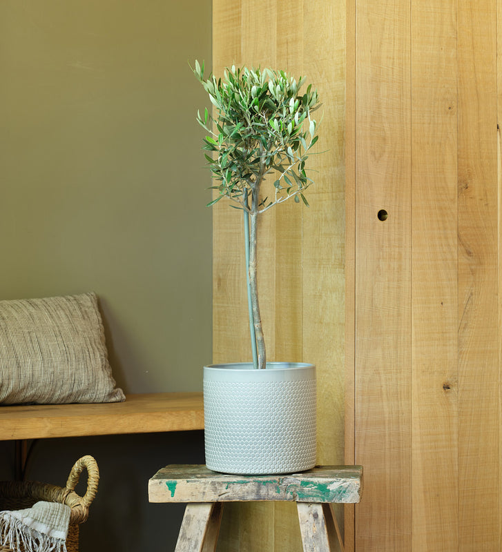 Olive Tree