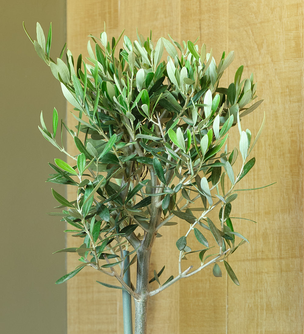 Olive Tree