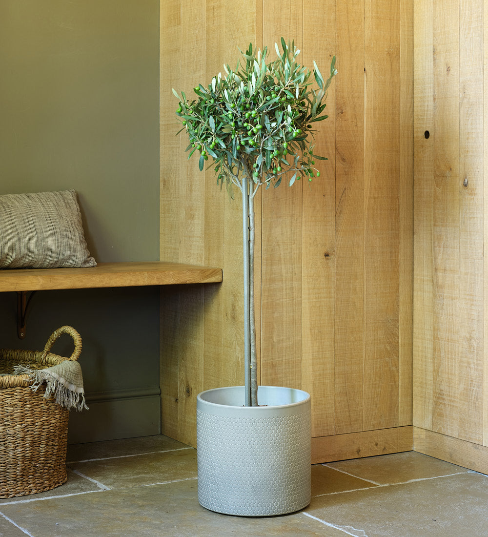 Olive Tree