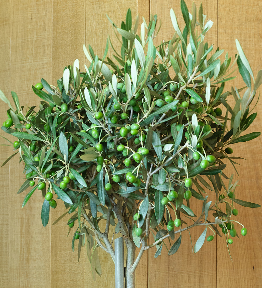 Olive Tree