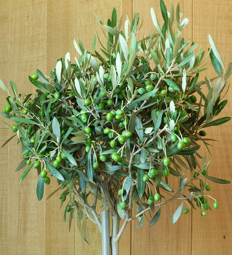 Olive Tree
