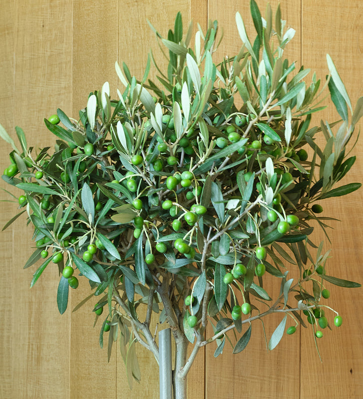 Olive Tree