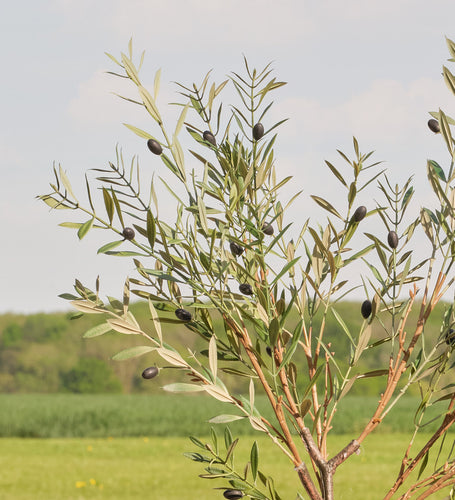 Artificial Olive Tree (UV protected)