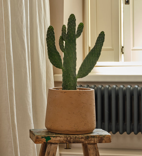 Cowboy Cactus