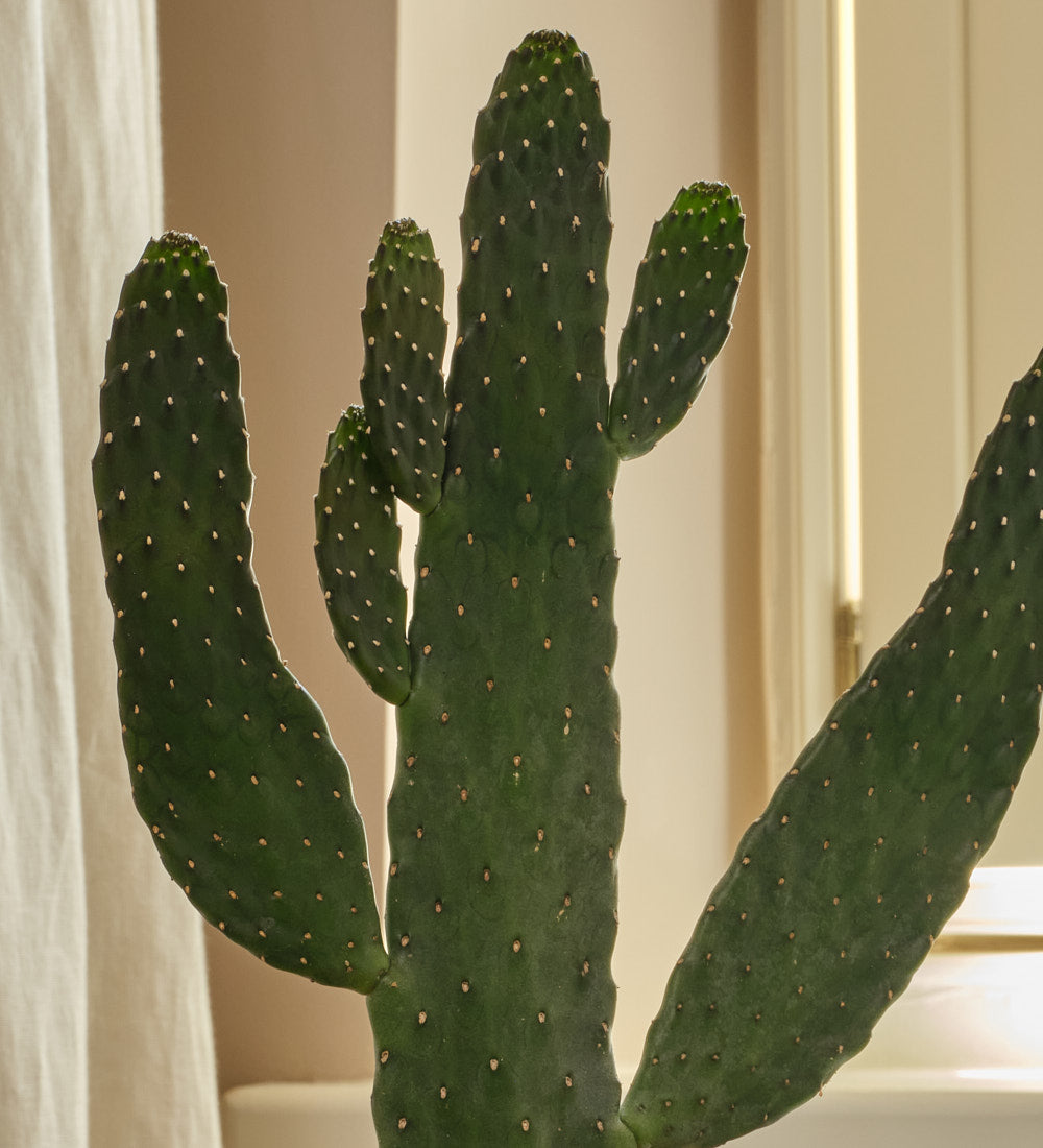 Cowboy Cactus