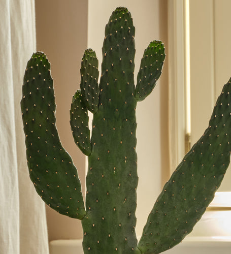 Cowboy Cactus
