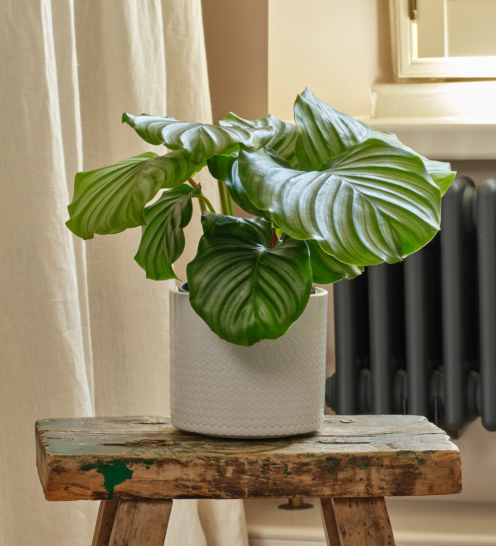 Calathea Orbifolia & Pot