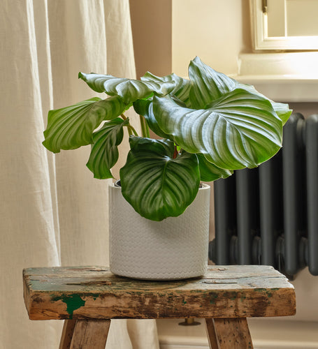 Calathea Orbifolia & Pot