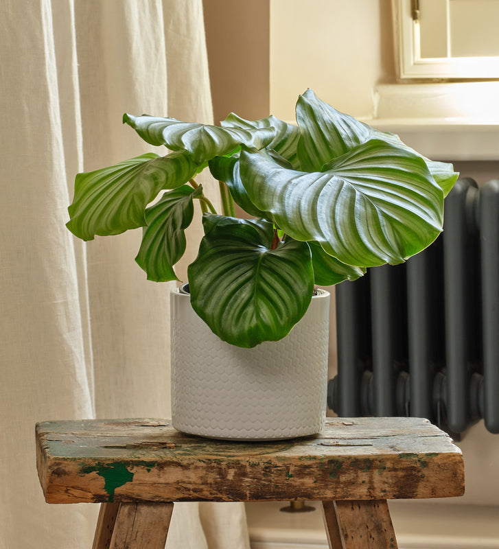 Calathea Orbifolia & Pot