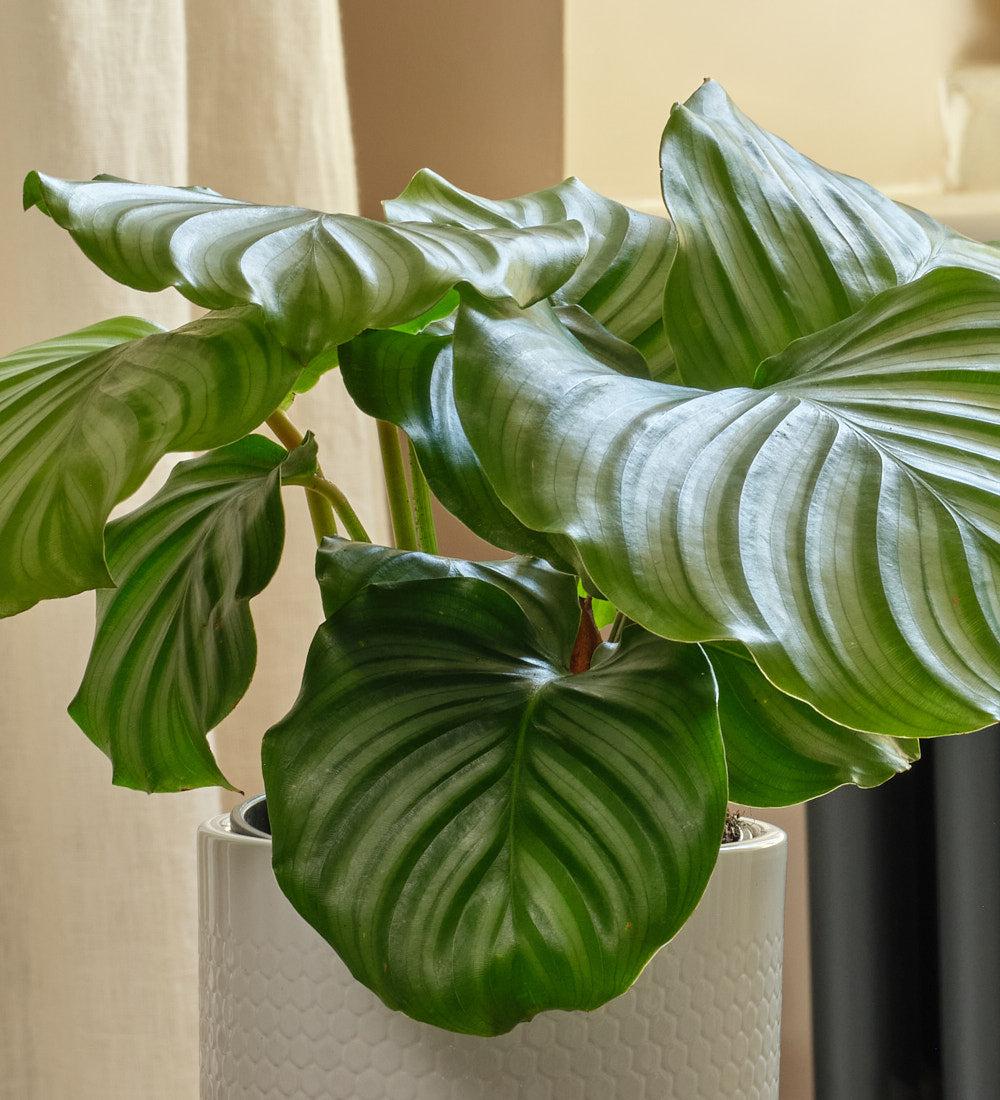 Calathea Orbifolia & Pot