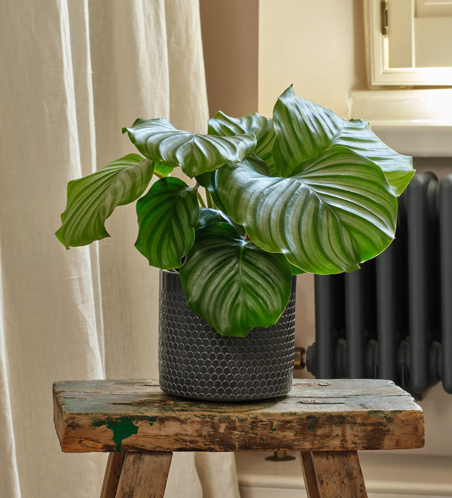 Calathea Orbifolia & Pot