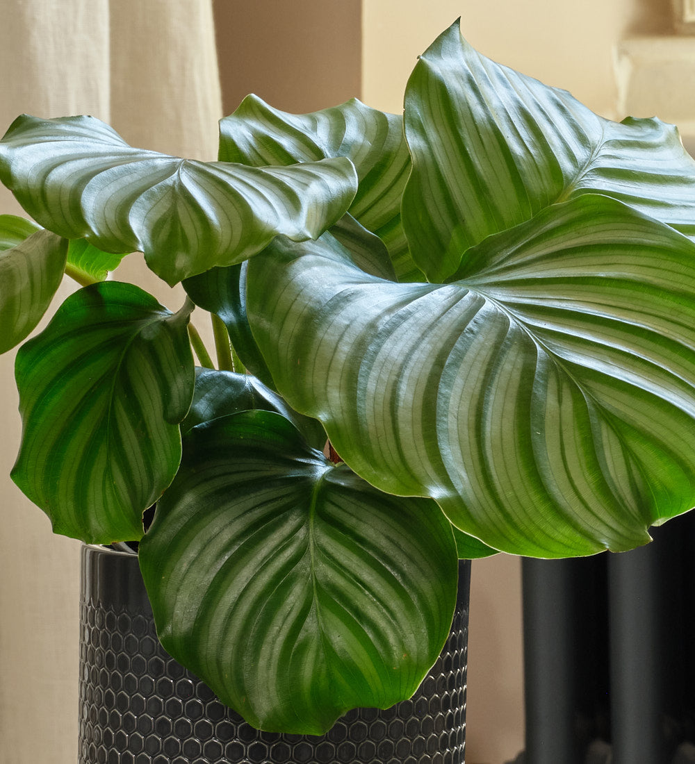 Calathea Orbifolia & Pot