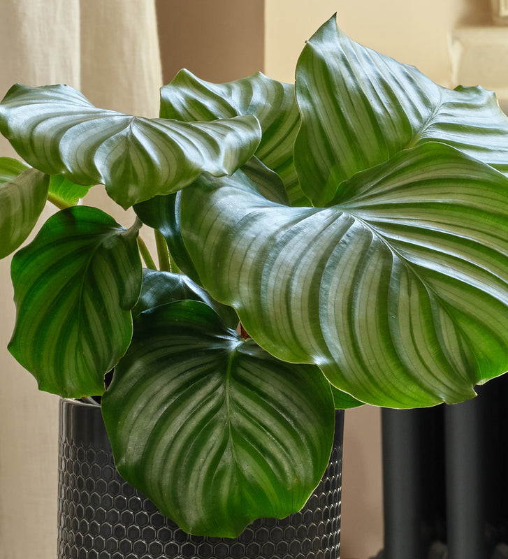 Calathea Orbifolia & Pot