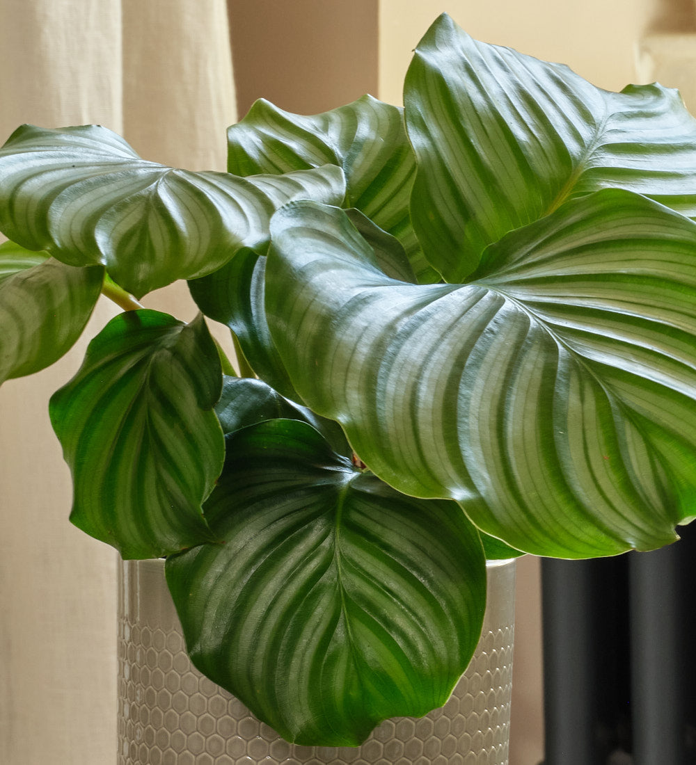 Calathea Orbifolia & Pot