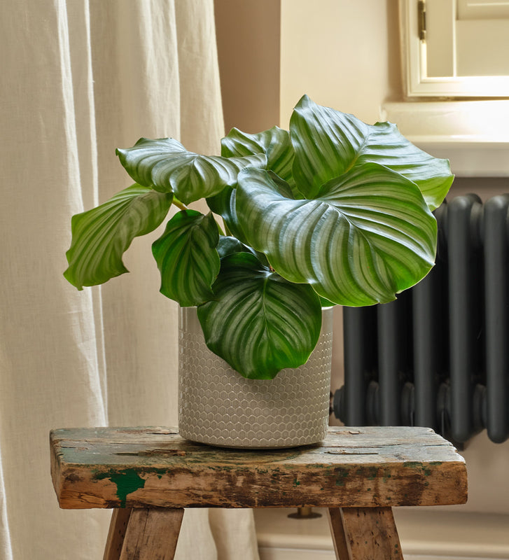 Calathea Orbifolia & Pot