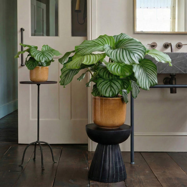 Calathea Orbifolia | Prayer Plant | Buy Plants Online | Low-Light