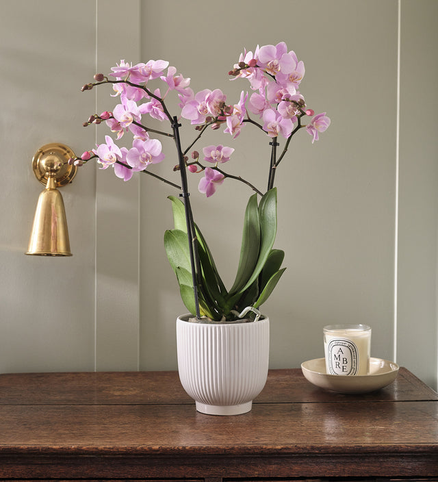 Pink Orchid & Pot