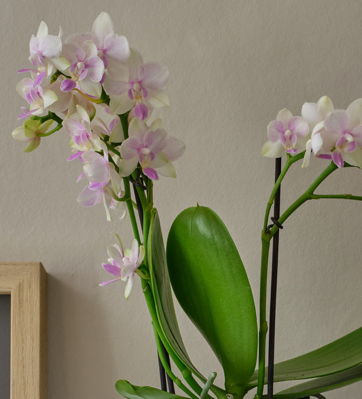 Dazzling Blossom Orchid