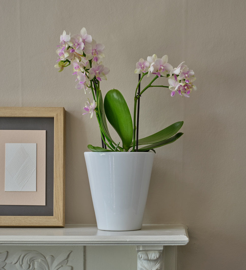 Dazzling Blossom Orchid