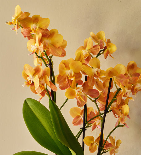Monaco Orchid & Pot