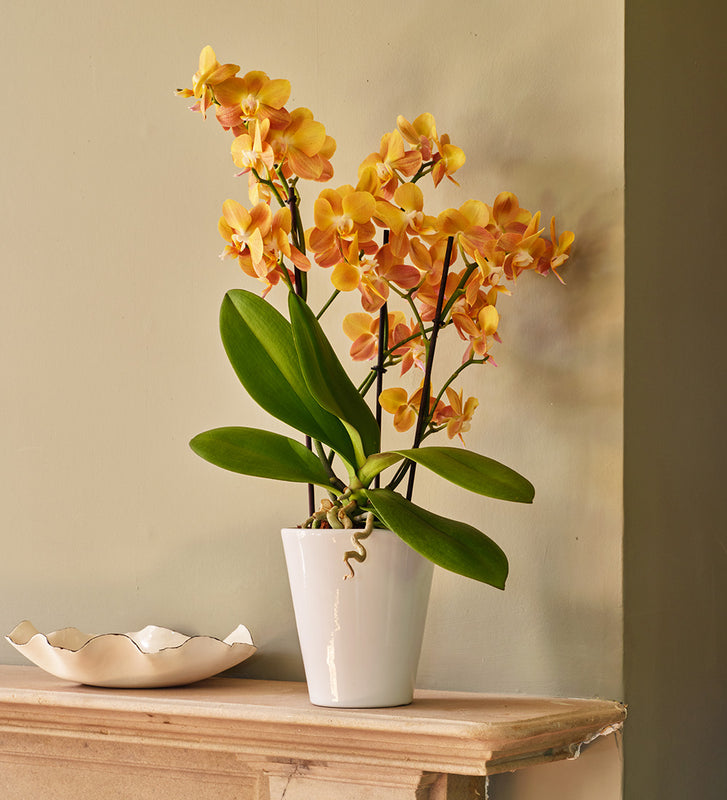 Monaco Orchid & Pot