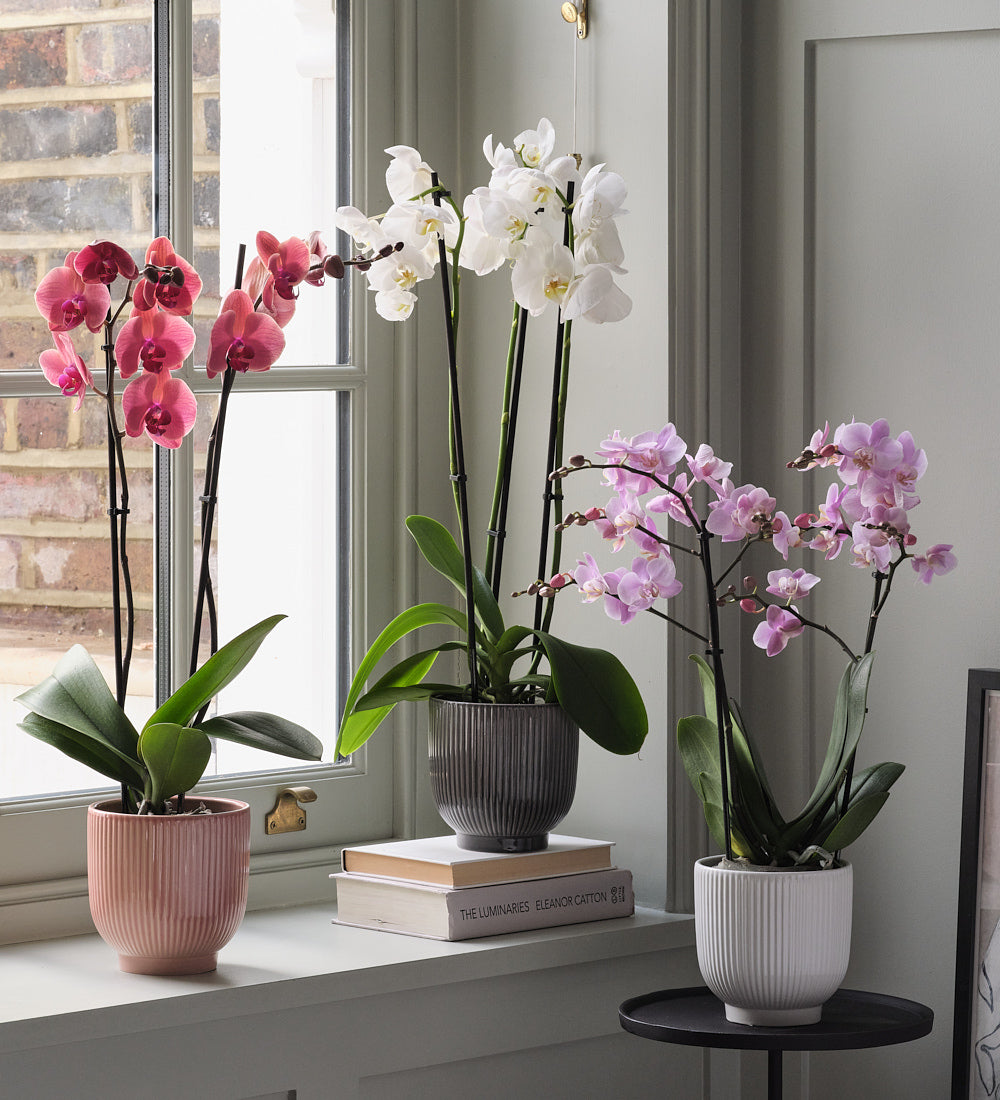 Orchid Bundle